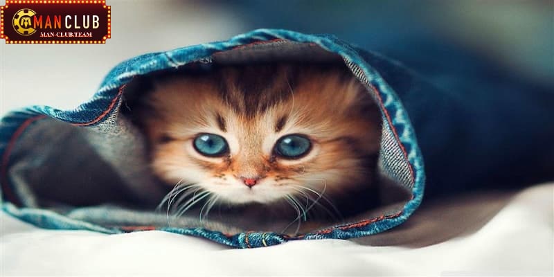 Nằm mơ thấy mèo Nằm mơ thấy mèo con là điềm báo cho những niềm vui trong cuộc sống